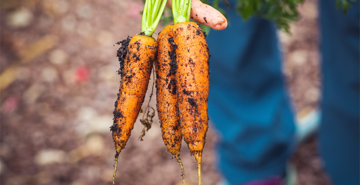 Carrots-and-Diabetes
