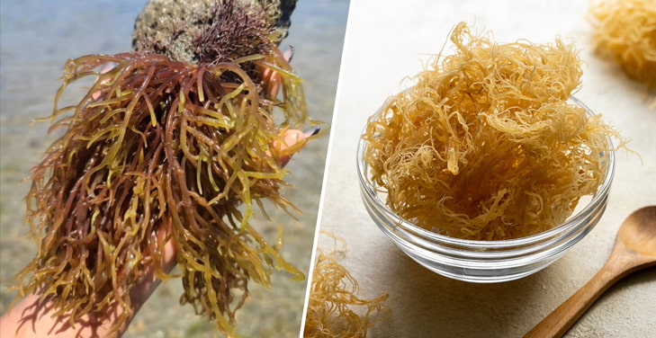 sea-moss-and-diabetes