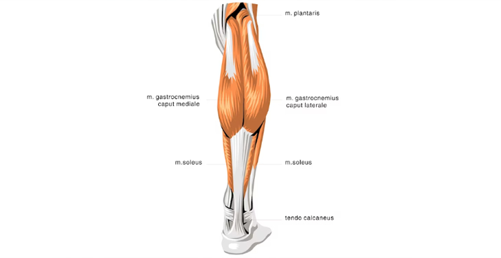 soleus-muscle-diabetes