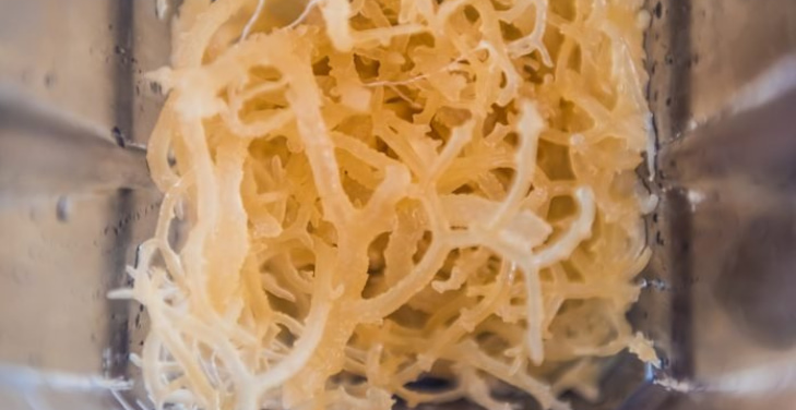 Is-Sea-Moss-Good-for-Diabetes-and-High-Blood-Pressure