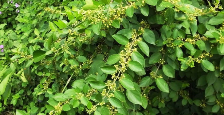 Gymnema-Sylvestre