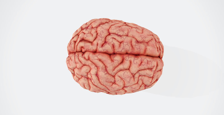 What-is-brain