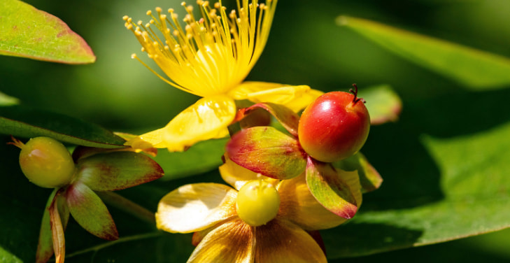 St.-John’s-Wort