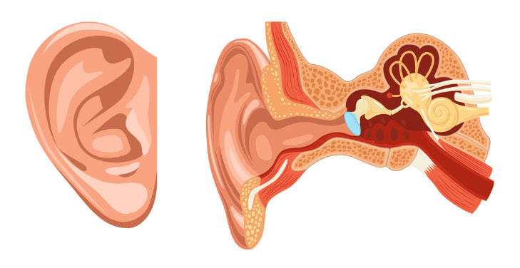 ear-anatomy