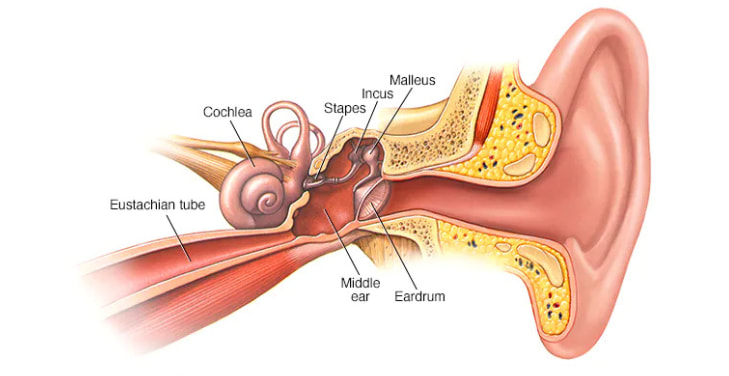 middle-ear