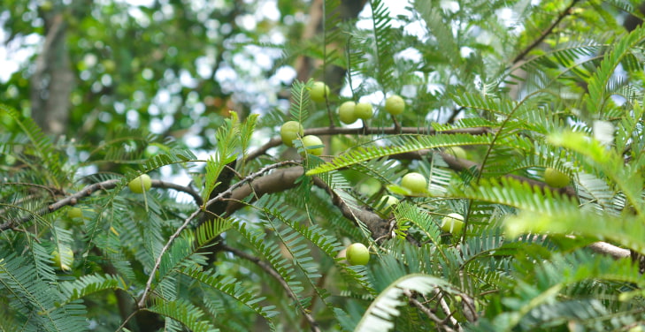 Amla