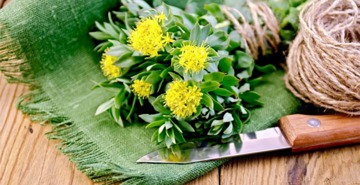 Rhodiola