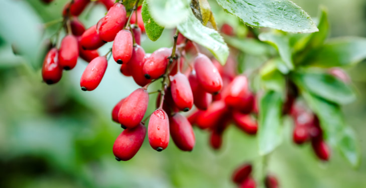 berberine-for-diabetes