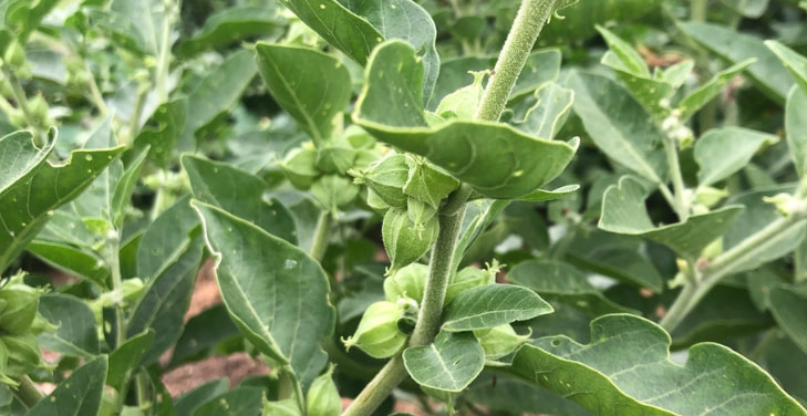 Ashwagandha Ashwagandha