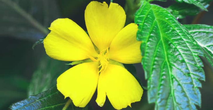Damiana Damiana
