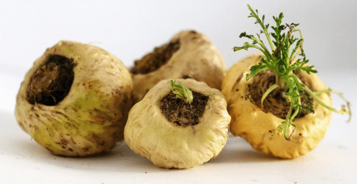 Maca-Root Maca-Root