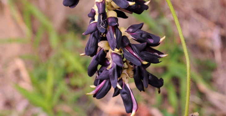 Mucuna-Pruriens