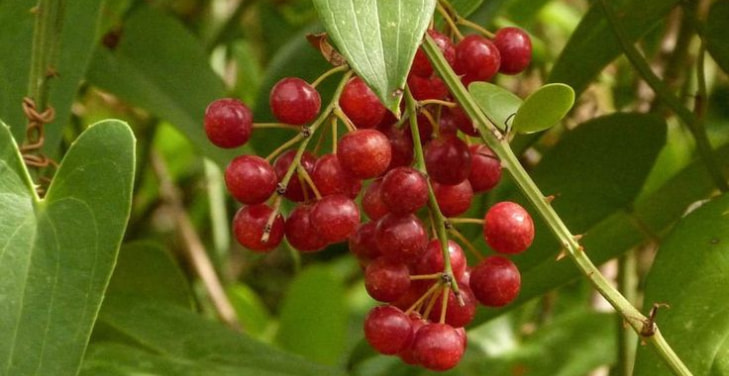 Sarsaparilla Sarsaparilla