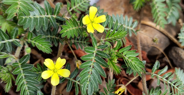 Tribulus-Terrestris Tribulus-Terrestris