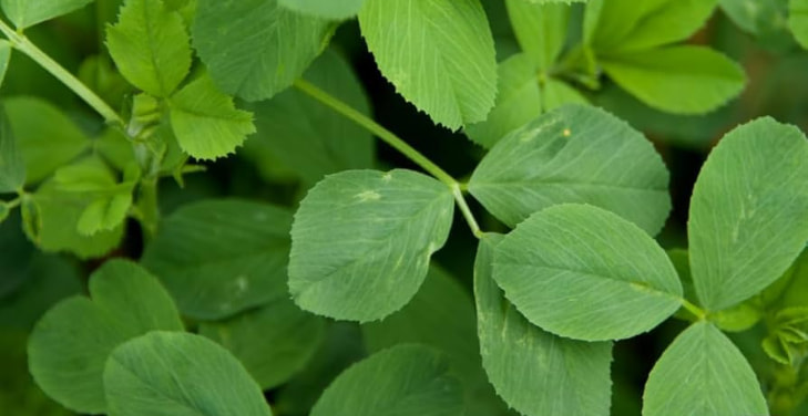Alfalfa-Leaf Alfalfa-Leaf