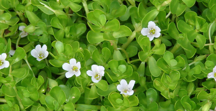 Bacopa-monnieri