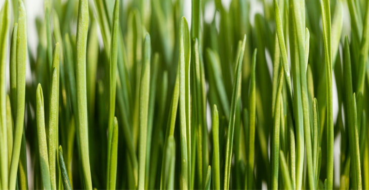 Barley-Grass Barley-Grass