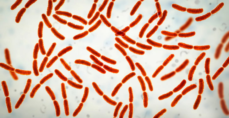 Bifidobacterium-bifidum Bifidobacterium-bifidum