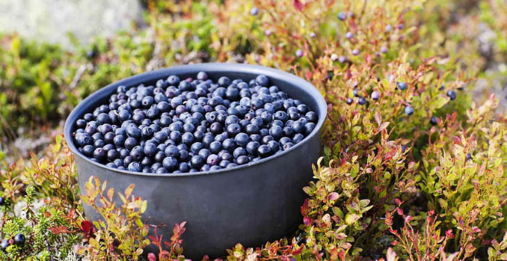 Bilberry Bilberry