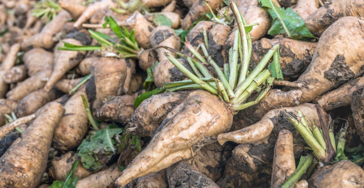 Chicory-Root