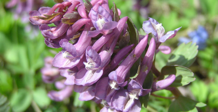 Corydalis-Cava Corydalis-Cava