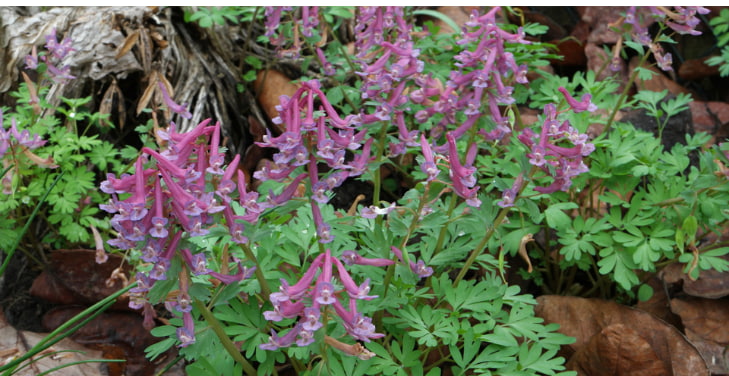 Corydalis