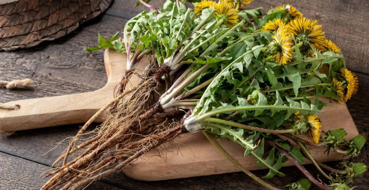 Dandelion-Root Dandelion-Root