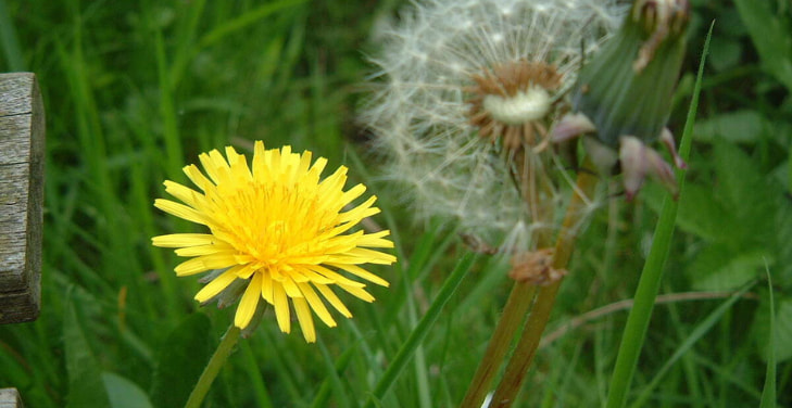 Dandelion Dandelion