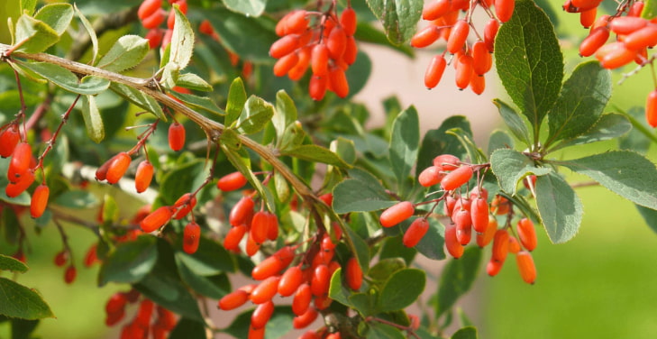 European-Barberry-Extract European-Barberry-Extract