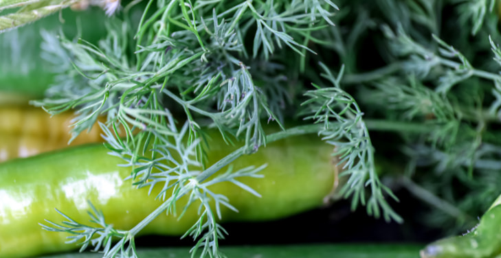 Fennel-2