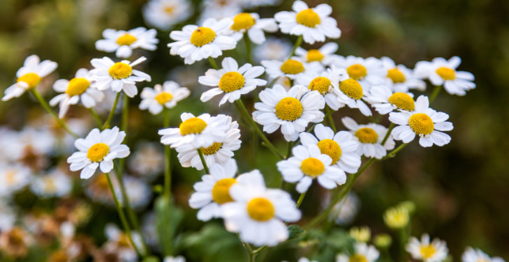 Feverfew Feverfew