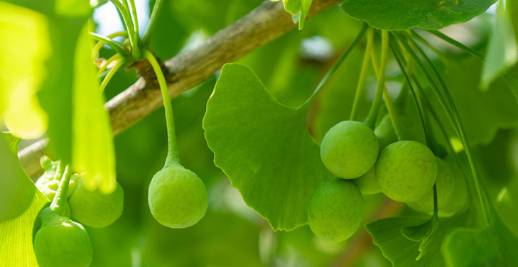 Ginkgo-Biloba Ginkgo-Biloba