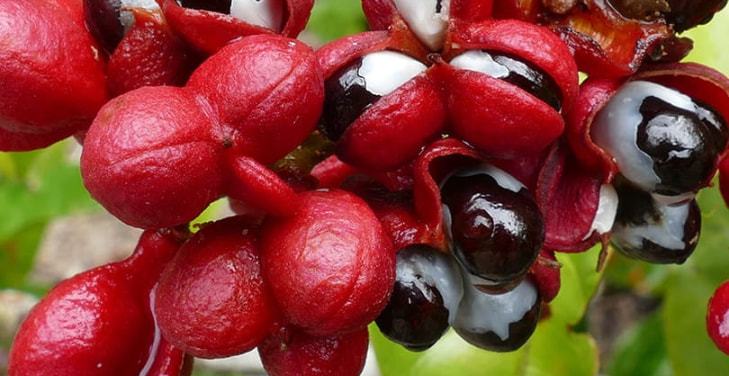 Guarana Guarana