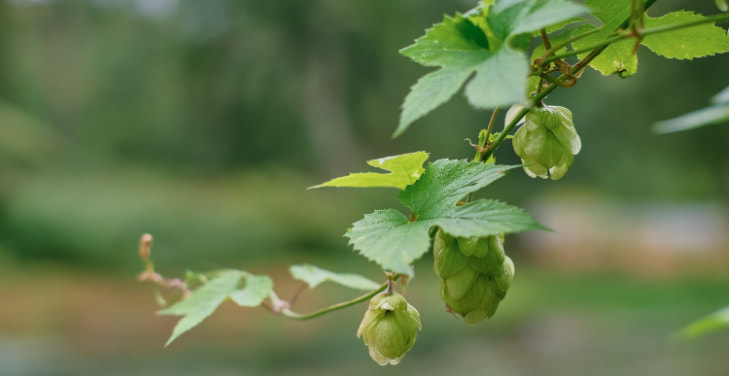 Hops Hops