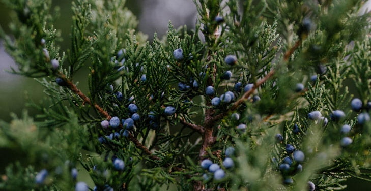 Juniper-Berry Juniper-Berry
