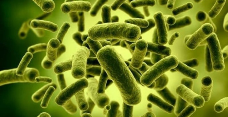 Lactobacillus-acidophilus Lactobacillus-acidophilus