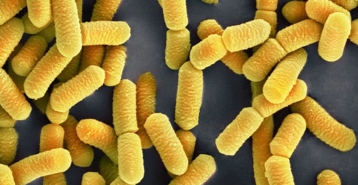 Lactobacillus-rhamnosus Lactobacillus-rhamnosus