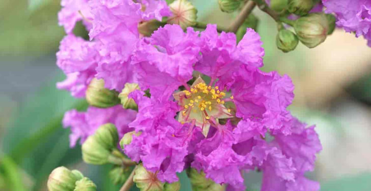 Lagerstroemia-speciosa Lagerstroemia-speciosa