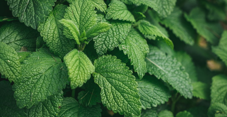 Lemon-Balm