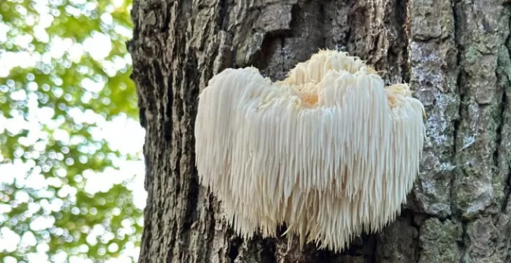 Lion's-Mane Lion's-Mane