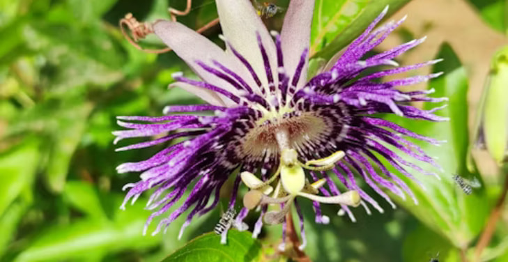 Maypop