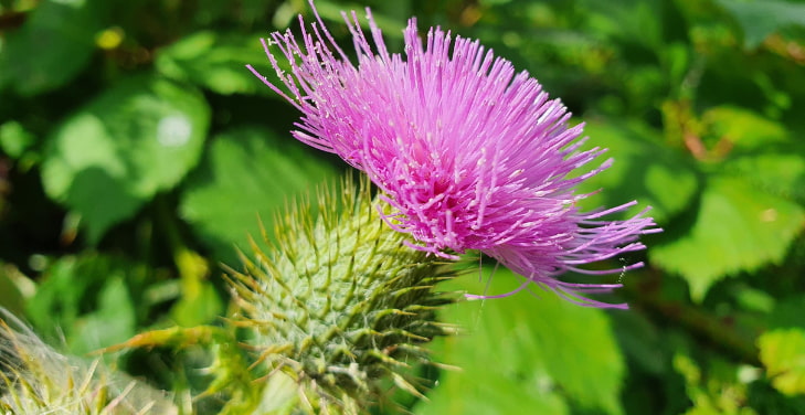 Milk-Thistle