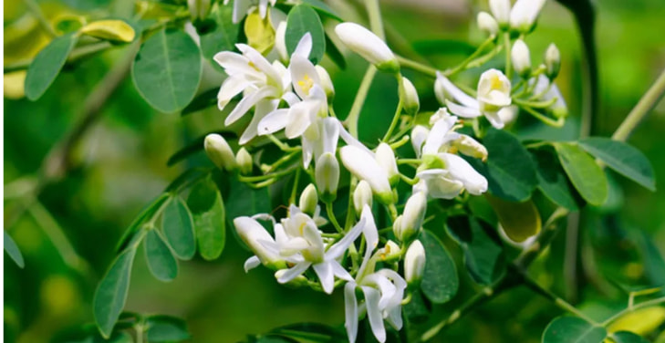 Moringa Moringa