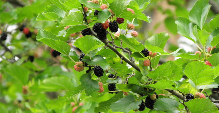 Morus-spp. Morus-spp.