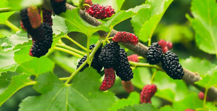 Mulberry-Fruit