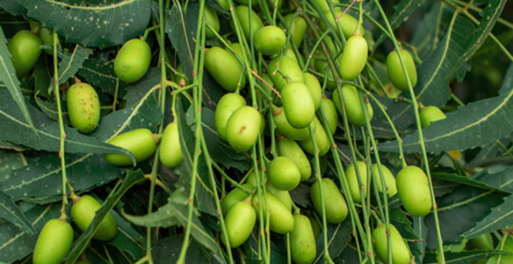 Neem Neem