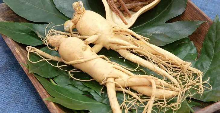 Panax-Ginseng Panax-Ginseng