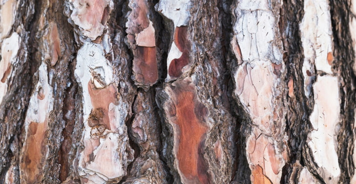 Pine-Bark-Extract