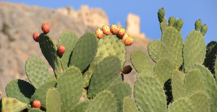 Prickly-Pear
