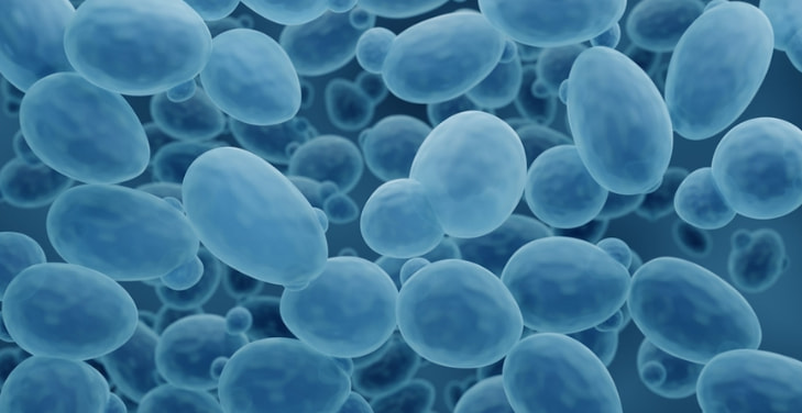 Saccharomyces-boulardii Saccharomyces-boulardii